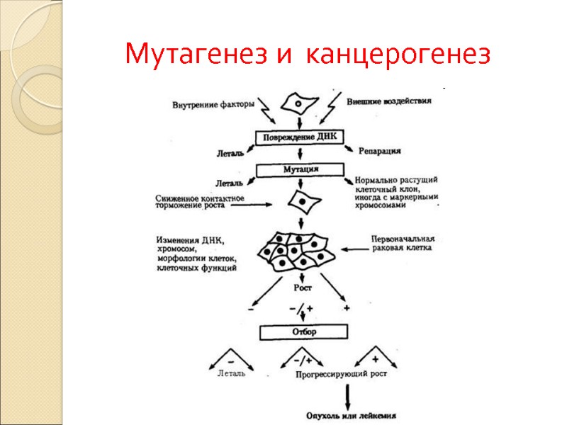 Мутагенез и  канцерогенез